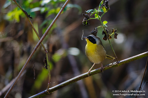 (Common Yellowthroat (male)