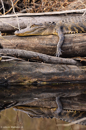 Alligator Reflection