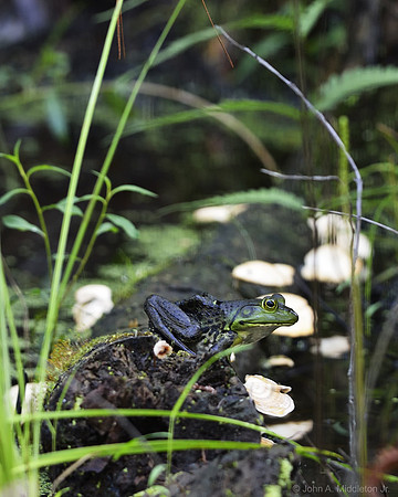 Pig Frog and Shelf Fungus