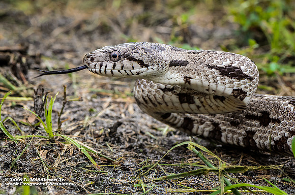 Gray Rat Snake