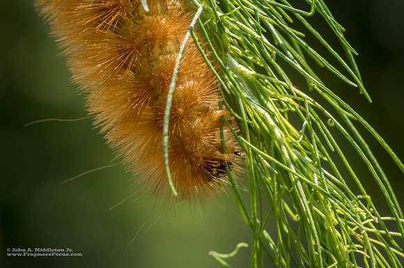 Saltmarsh Caterpillar Detail