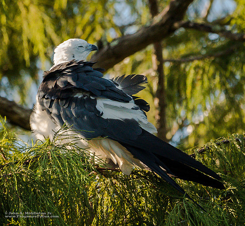 Dozing at Dawn