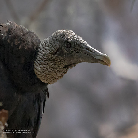 Black Vulture