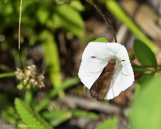 Skipper Nectaring on Morning Glory