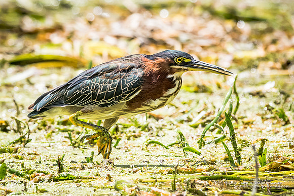 Green Heron