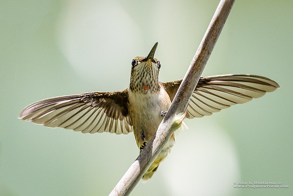 Ruby-throated Hummingbird Juvenile Male