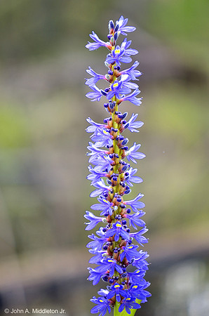Pickerel Weed (Pontederia cordata)