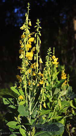 Showy Rattlebox