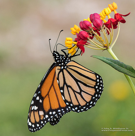 Monarch