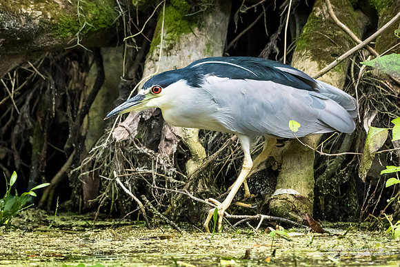 Black-crowned Night Heron