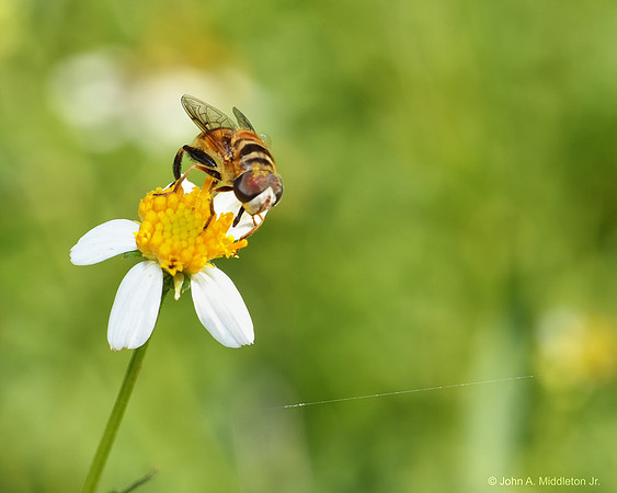Hover Fly on Spanish Needle