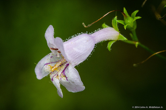 Pink Beardtongue