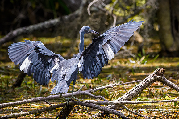 Little Blue Spreads Its Wings