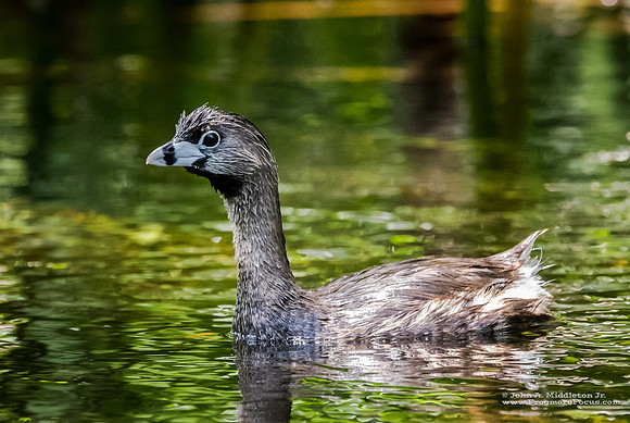Pied-billed Grebe