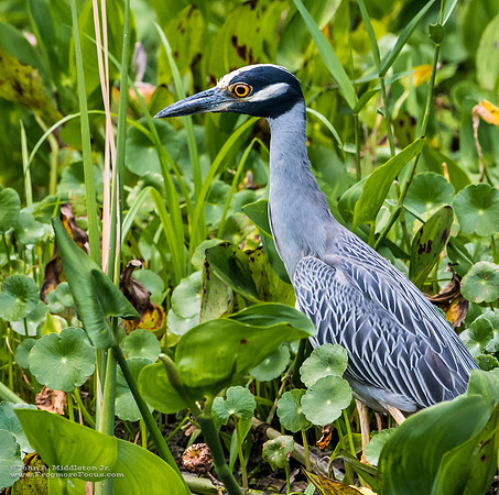Yellow-crowned Night Heron