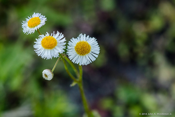 Daisy Fleabane (Erigeron sp.)