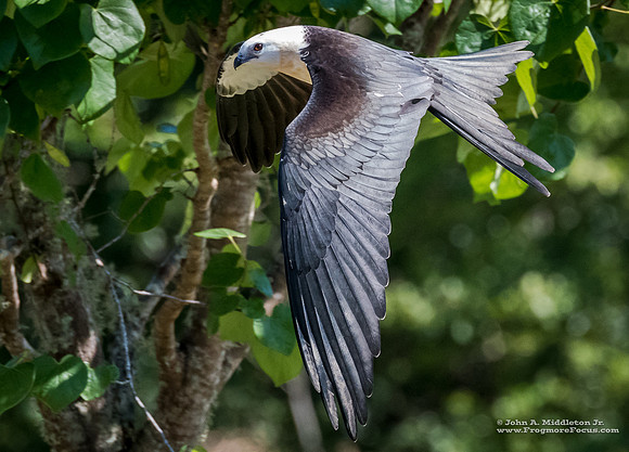 Swallow-tailed Kite at Home
