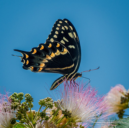 Palamedes Swallowtail on Albizia