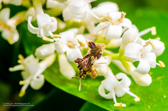 Tiny Unknown Insect