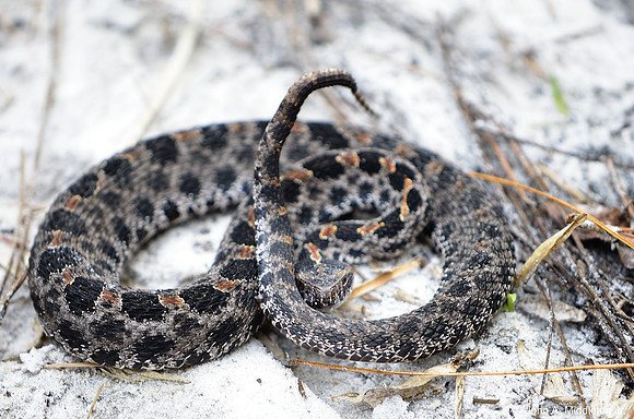 Pigmy Rattlesnake