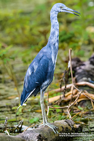 Little Blue Heron Calico Phase