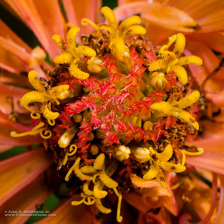 Zinnia Detail 3