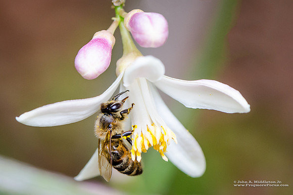 Honeybee on Citrus