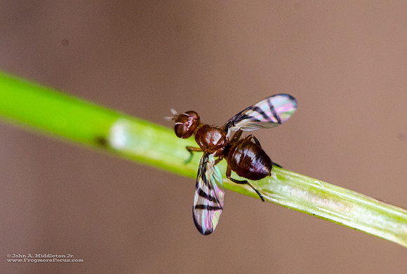 Fast and Tiny Fly