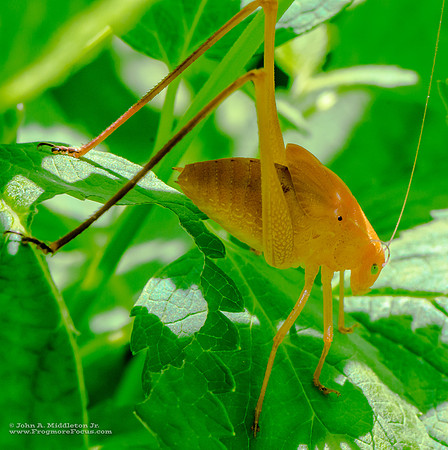 Orange Form Katydid Nymph