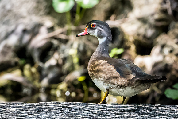Wood Duck in Eclipse Plumage
