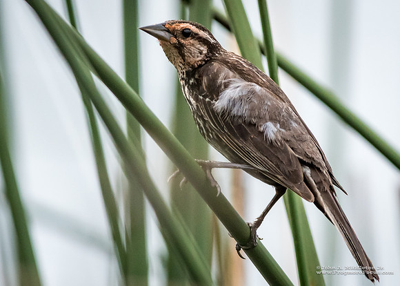 Female Redwing