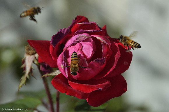 Bees and Roses