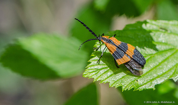 Broken Winged Insect