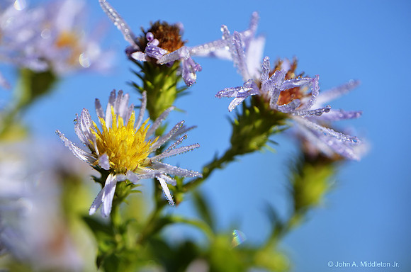 Aster sp. in Morning Dew