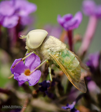 Green Horsefly