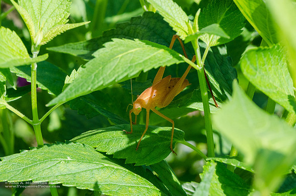 Orange Form Katydid Nymph