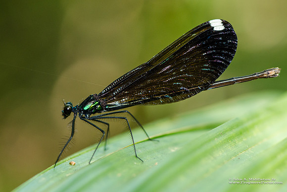 Ebony Jewelwing (female)