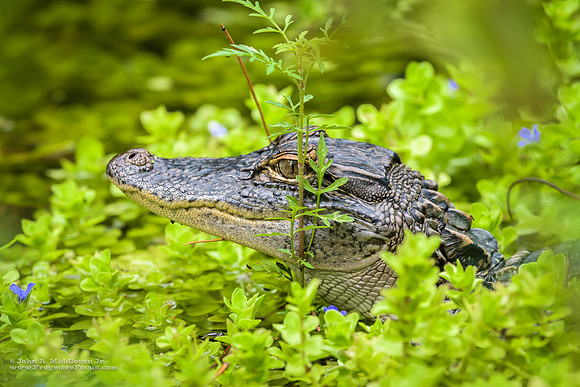 Hidden Alligator