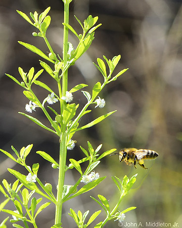 Honeybee Seeking Nectar