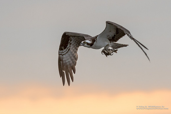 Osprey & Catfish Breakfast