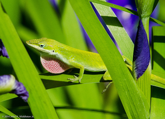 Anole Among Iris