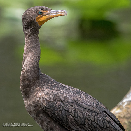 Double-crested Cormorant