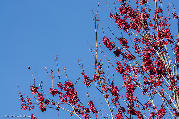 Red Maple Seeds