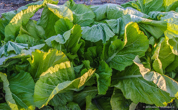Frost Wilted Mustards