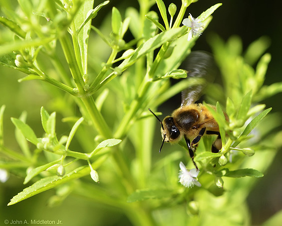 Honeybee Flying Among the Flowers