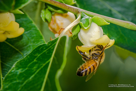 Honeybee on Wild Persimmon