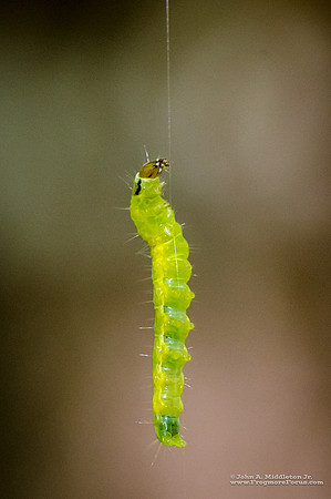 Hanging By a Thread