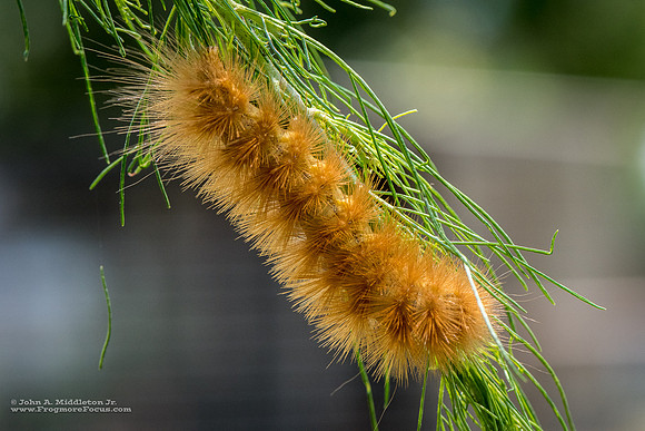 Saltmarsh Caterpillar on Dog Fennel