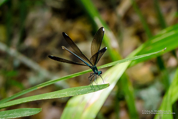 Ebony Jewelwing with Wings Splayed