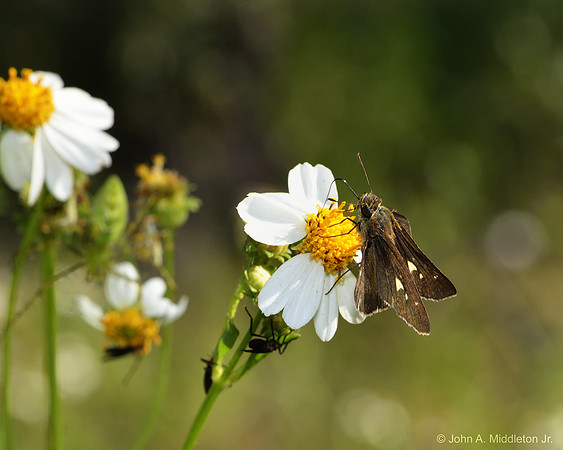 Unknown Skipper Nectaring